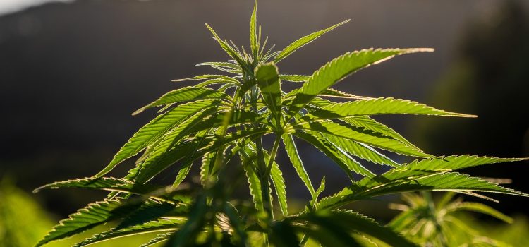 Q GACP Ιδιωτικό Σχήμα Πιστοποίησης για τη Φαρμακευτική Κάνναβη – Πιστοποίηση Ορθών Καλλιεργητικών Πρακτικών Q-GACP