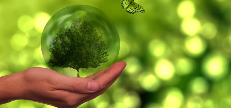 IFS ESG Check Certification (Verification) (Non Accredited) ifs-esg-check