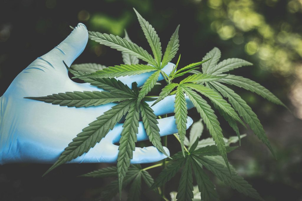 Q-CERT’s Certification Scheme for Medical Cannabis Producers (Q-GACP)