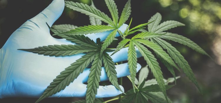 Accreditation of Q-GACP for medical cannabis achieved Accreditation of Q-GACP for medical cannabis achieved