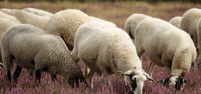 sheeps