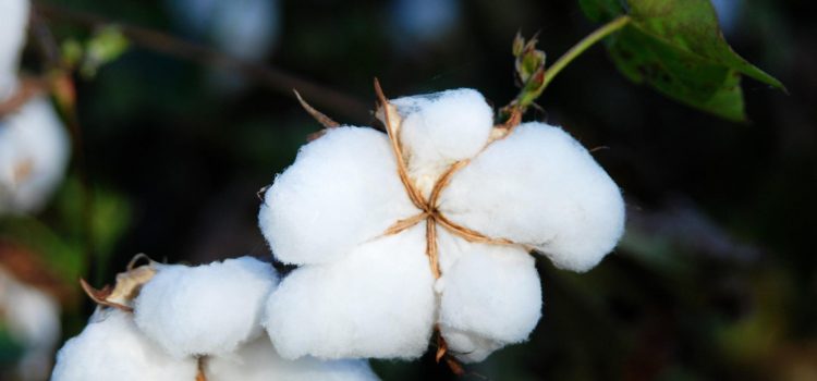 cotton_image